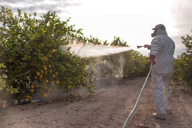 Best Termite Control Services  in Davenport, FL